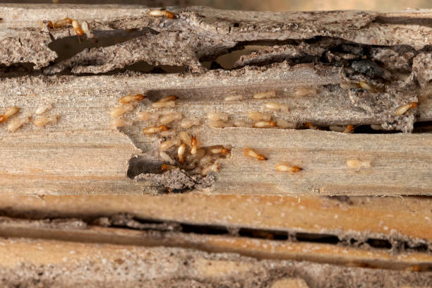 Insect Control in Cypress Quarters, FL